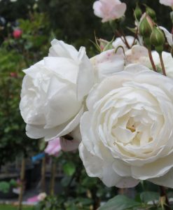 Bareroot Rose Desdemona DA STD 90cm