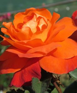 Bareroot Rose Fearless HT STD 90cm