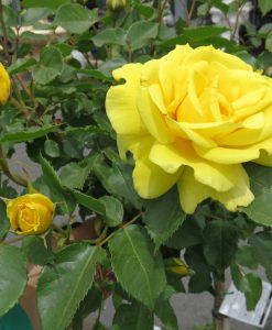 Bareroot Rose Friesia FL STD 90cm