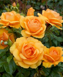 Bareroot Rose Golden Beauty FL STD 90cm