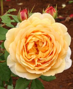 Bareroot Rose Golden Celebration DA STD 90cm