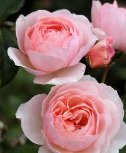 Bareroot Rose Heritage DA STD 90cm