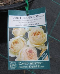 Bareroot Rose Jude the Obscure DA STD 90cm