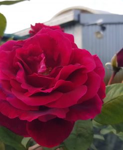 Bareroot Rose Mister Lincoln HT STD 90cm