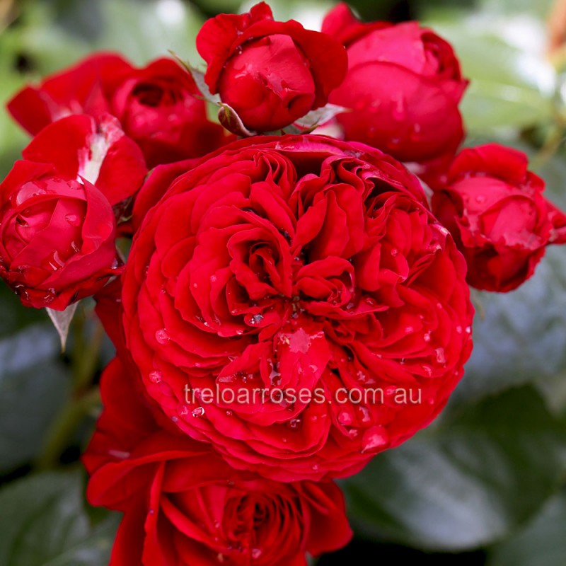 90cm Roses Bareroot Rose Red Riding Hood FL STD 90cm – Black Mountain Nursery