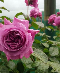 Bareroot Rose Thank You FL STD 90cm