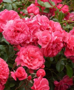 Bareroot Rose Busy Bee GC