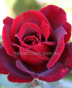 Bareroot Rose Papa Meilland HT