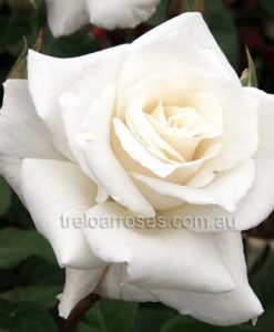 Bareroot Rose Pascali HT