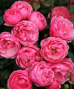 Bareroot Rose Pomponella FL