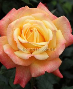 Bareroot Rose Dame Elisabeth Murdoch HT