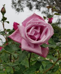 Bareroot Rose Fragrant Plum HT