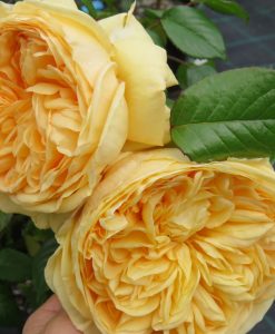 Bareroot Rose Lioness MOD