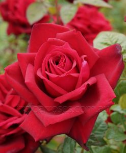 Bareroot Rose Loving Memory HT