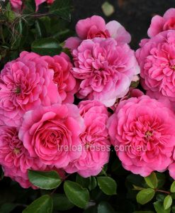 Bareroot Rose Pin Cushion GC