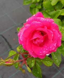 Bareroot Rose Pink Ayoba FL