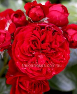 Bareroot Rose Red Riding Hood FL