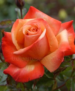 Bareroot Rose Remember Me HT
