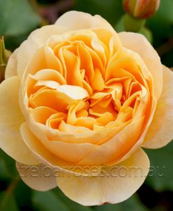 Bareroot Rose Roald Dahl DA