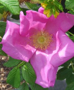 Bareroot Rose Rugosa scabrosa HOF