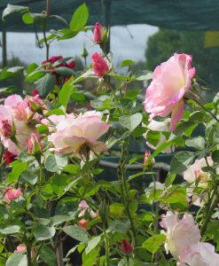 Bareroot Rose Seduction FL