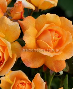 Bareroot Rose Slim Dusty FL