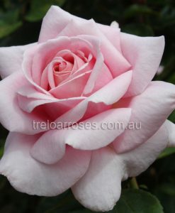 Bareroot Rose The Childrens Rose HT
