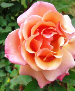 Bareroot Rose Tuscan Sun FL