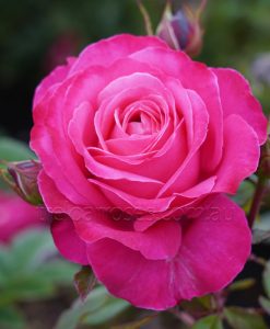 Bareroot Rose Unconventional Lady HT