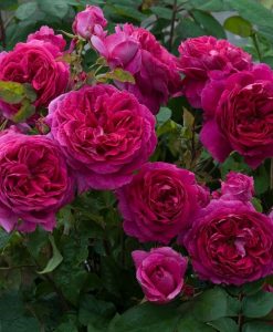 Bareroot Rose Young Lycidas DA