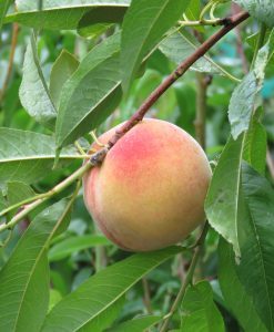 Bareroot Fruit and Nut