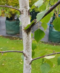 Bareroot Betula pendula Moss White