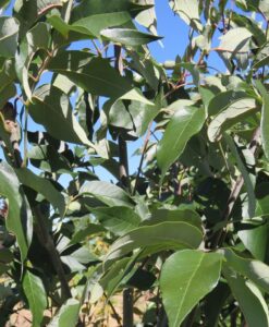 Bareroot Fraxinus pennsylvanica Urbdell
