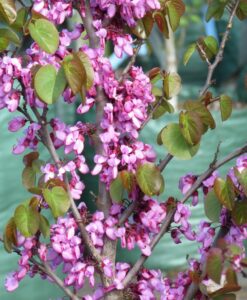 Bareroot Cercis siliquastrum Show Girl