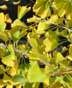 Bareroot Ginkgo biloba Blagon Fanfare
