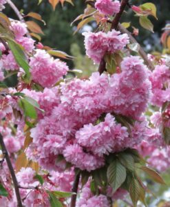 Bareroot Prunus Cheals