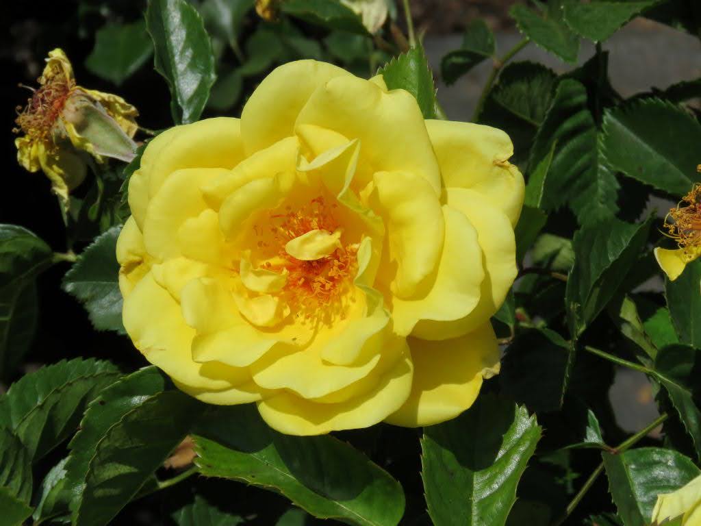 Essential Tips for Pruning, Fertilising, Mulching, and Caring for Your ...