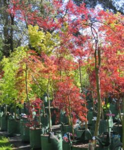 Bareroot Weepers and Standards