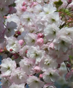 Bareroot Flowering Cherry Prunus Shimidsu sakura